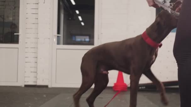 German Hunting Dog Training Dog Attacks Rope Strong Grip Pulling — стоковое видео