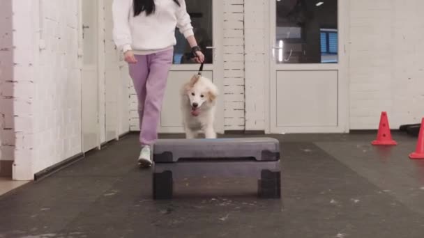 Training Golden Retriever Dog Jumps Obstacle Training Area Held Leash — стоковое видео