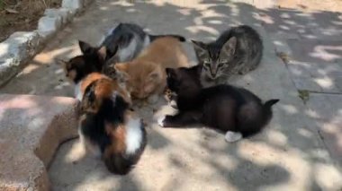 Birkaç evsiz kedi sokakta yemek yer. Orta çekim