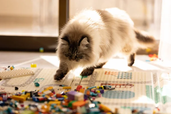 Nşaat Setiyle Oynayan Oyuncu Bir Kedi Orta Çekim — Stok fotoğraf