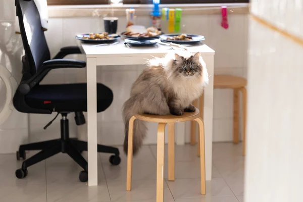 Mutfaktaki Taburede Oturan Mavi Gözlü Tüylü Kedi Orta Çekim — Stok fotoğraf