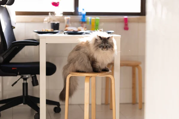 Mutfaktaki Taburede Oturan Tüylü Kedi Orta Çekim — Stok fotoğraf