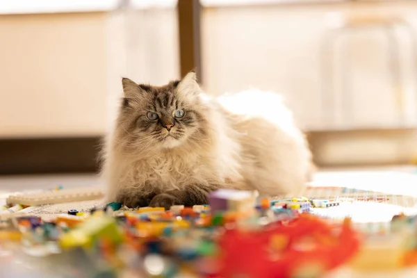 Fluffig Katt Med Ett Roligt Ansikte Sitter Spelrummet Mitt Byggsetet — Stockfoto