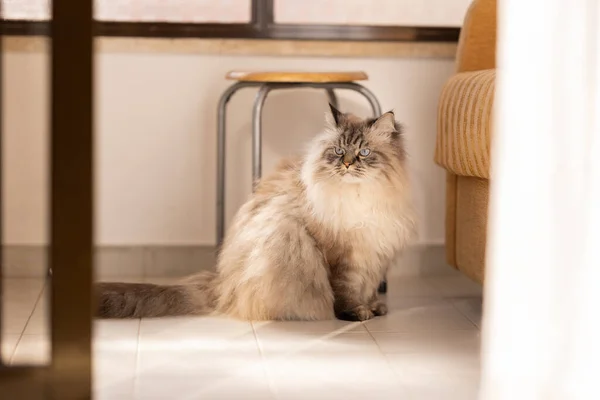 Mutfak Zemininde Huysuz Tüylü Sevimli Bir Kedi Oturuyor Orta Çekim — Stok fotoğraf