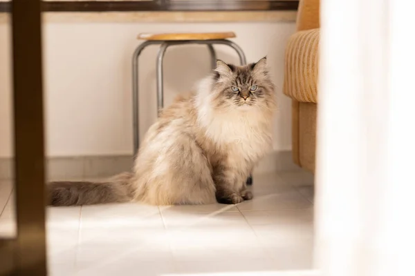 Huysuz Tüylü Sevimli Bir Kedi Mutfak Zemininde Oturup Kameraya Bakıyor — Stok fotoğraf