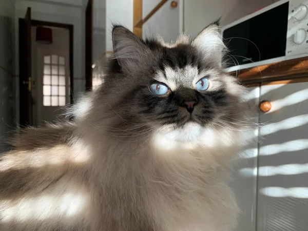 Söt Fluffig Katt Med Blå Ögon Randig Belysning Genom Persiennerna — Stockfoto