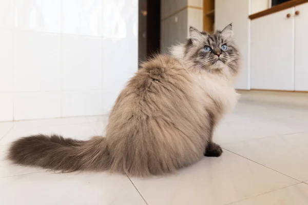 Yumuşak Sevimli Bir Kedi Mutfakta Yerde Oturur Orta Çekim — Stok fotoğraf