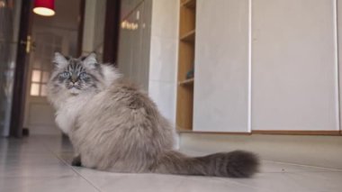 Kiremit zeminde pofuduk şirin kedi oturuyor. Orta çekim