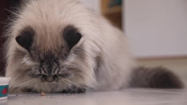 고양이는 바닥에서 먹이를 먹는다 Mid — 비디오