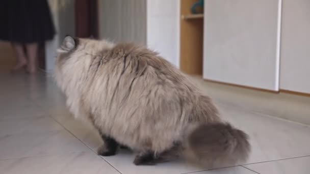ふわふわのかわいい猫がタイルの床に座ってクリックします ミッドショット — ストック動画