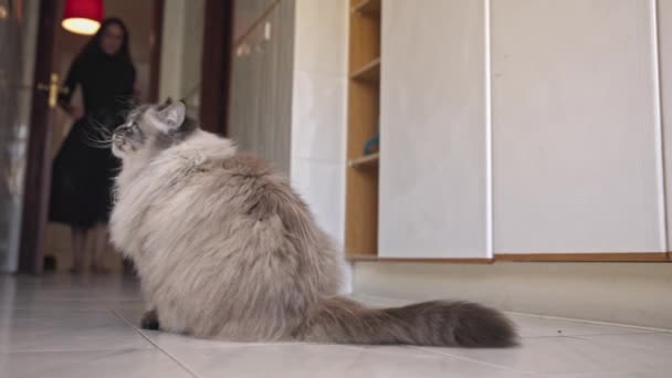 Schattige Pluizige Kat Zit Tegelvloer Een Vrouw Passeert Tussenschot — Stockvideo