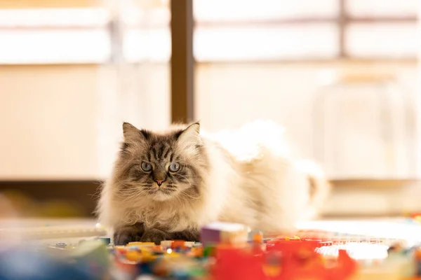 Komik Tatminsiz Yüzlü Tüylü Bir Kedi Inşaat Setinin Ortasındaki Oyun — Stok fotoğraf