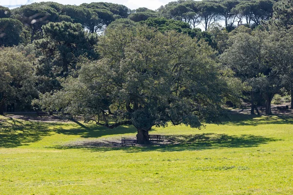 Nagy Tölgyfa Egy Zöld Parkban Középső Felvétel — Stock Fotó