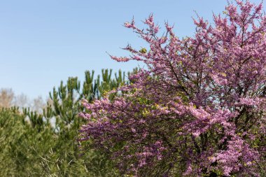 Arkasında çiçek açan bir leylak ve ladin ağacı var. Orta çekim