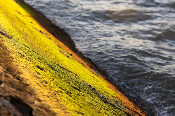 Musgo Verde Iluminado Pelo Sol Uma Rocha Junto Mar Meio — Fotografia de Stock