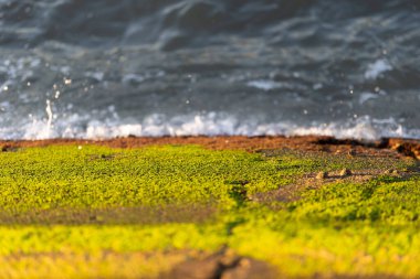 Deniz kenarındaki bir kayanın üzerinde yeşil yosun. Orta çekim