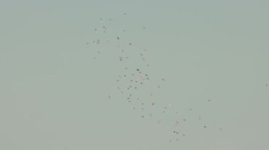 Bir kuş sürüsü bulutlu gökyüzünde uçuyor. Orta çekim