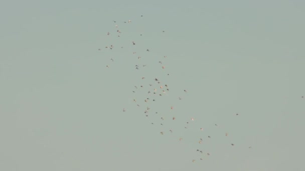 一群鸟儿在阴沉沉的天空中飞翔 — 图库视频影像
