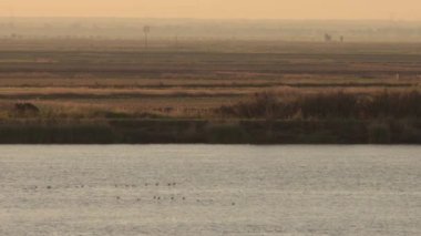 Doğa manzarası. Alacakaranlıkta nehrin üzerinde uçan kuş sürüsü. Orta çekim