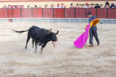 26 Mart 2023 Lizbon, Portekiz: Tourada - Boğa güreşçisi gri kostümlü, yaralı boğaya karşı arenada. Orta çekim