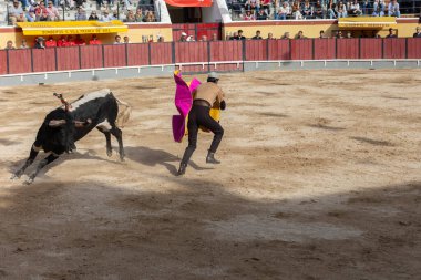 26 Mart 2023 Lizbon, Portekiz: Tourada - boğa güreşçisi boğayı mor bir bezle kışkırttı. Orta çekim