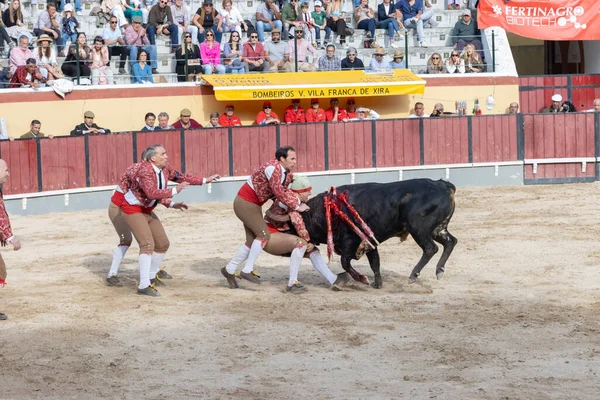 March 2023 Lisbon Portugal Tourada Forcado Team Injured Bull Arena — Stock Photo, Image