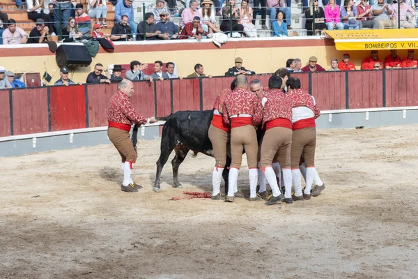 Μαρτίου 2023 Λισαβόνα Πορτογαλία Tourada Forcado Team Bull Arena Κρατώντας — Φωτογραφία Αρχείου