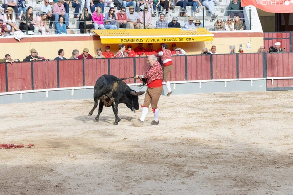 2023年3月26日ポルトガル リスボン トゥーラーダ 競技場で牛を尾で引っ張る力 ミッドショット — ストック写真