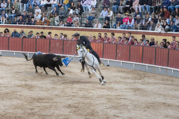 Maart 2023 Lissabon Portugal Tourada Cavaleiro Paard Provoceert Stier Arena — Stockfoto