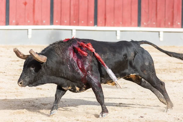Března 2023 Lisabon Portugalsko Tourada Černý Krvácející Býk Běžící Aréně — Stock fotografie