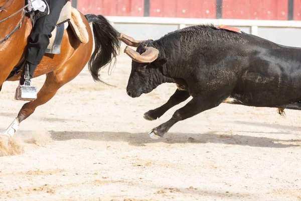 Mars 2023 Lissabon Portugal Tourada Tjur Som Jagar Ryttare Häst — Stockfoto