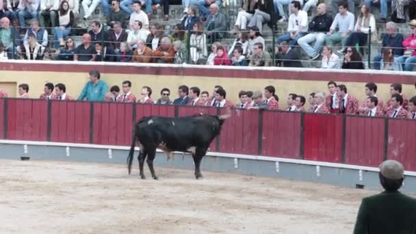 2023年3月26日ポルトガル リスボン フェンスのそばのアリーナに立っている怪我をした雄牛のTouradaが人々を賞賛しています ミッドショット — ストック動画