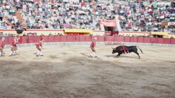 Березня 2023 Лісабон Португалія Tourada Бики Проти Пораненого Бика Арені — стокове відео