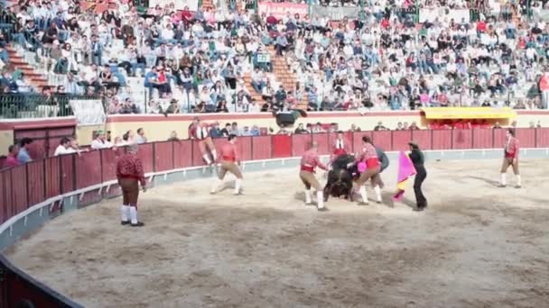 2023年3月26日ポルトガル リスボン トゥラダ 競技場で負傷した雄牛に対する闘牛士 カヴァレイロは明るいぼろきれで雄牛を刺激する ミッドショット — ストック動画