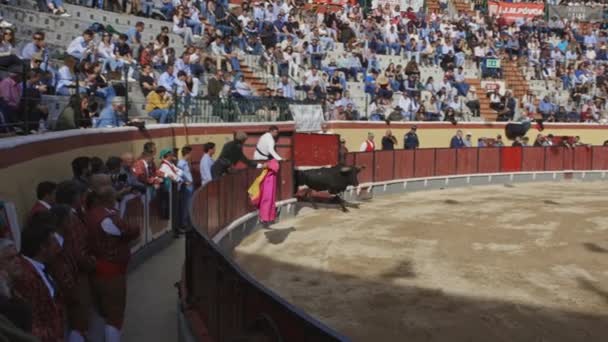 March 2023 Portugal Vila Franca Xira Tourada Releasing Bull Arena — Stock Video