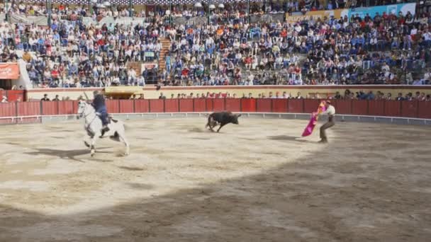 2023年3月26日ポルトガル ヴィラ フランカ シーラ トゥラーダ 競技場で雄牛と戦う騎兵 ミッドショット — ストック動画