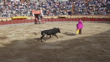 26 Mart 2023 Portekiz, Vila Franca de Xira: Tourada - parlak bir bez parçasıyla boğayı kışkırttı. Orta çekim