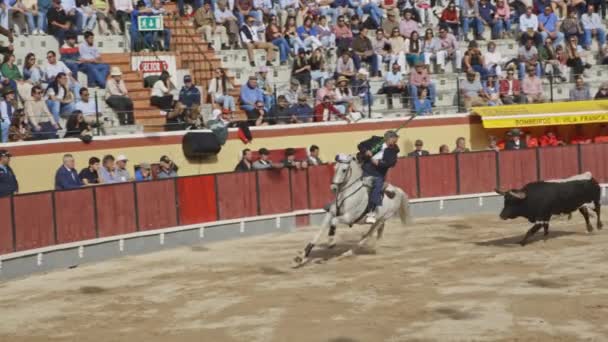 March 2023 Portugal Vila Franca Xira Tourada Bull Chasing Cavaleiro — Stock Video