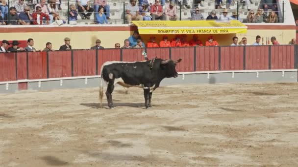 2023年3月26日ポルトガル ヴィラ フランカ シーラ トゥラーダ 競技場で負傷した雄牛 ミッドショット — ストック動画
