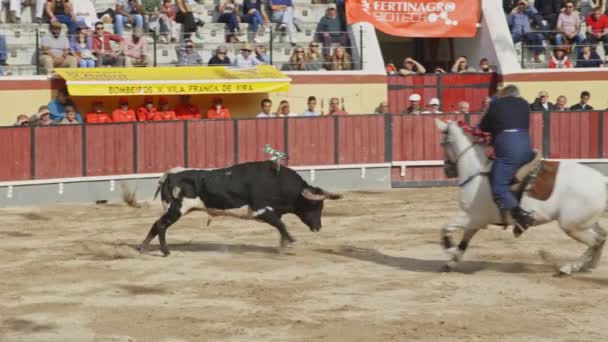 March 2023 Portugal Vila Franca Xira Tourada Injured Bull Chasing — Stock Video