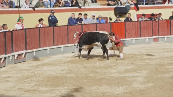 March 2023 Portugal Vila Franca Xira Tourada Forcado Pulling Bull — Stock Video