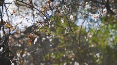 Baharda çiçek açan elma ağacının beyaz çiçekleri. Orta çekim