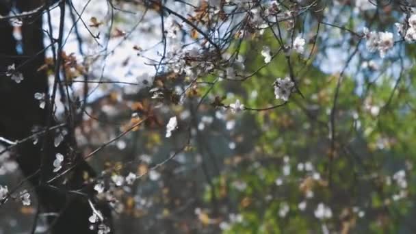 Bir Ağaç Baharda Beyaz Çiçeklerle Açar Orta Çekim — Stok video