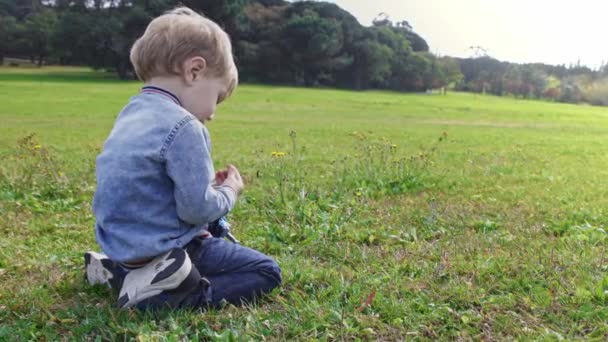Ein Kleiner Junge Sitzt Auf Dem Rasen Und Spielt Mit — Stockvideo