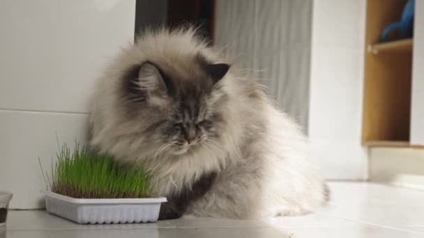 かわいいふわふわの猫が草を噛む ミッドショット — ストック動画