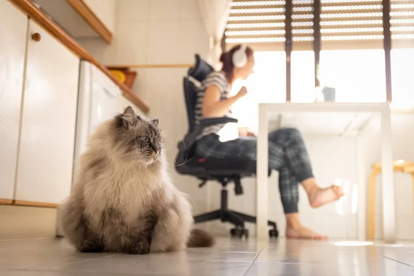 Mutfak Zemininde Oturan Sevimli Tüylü Kedi Arka Planda Çalışan Serbest — Stok fotoğraf