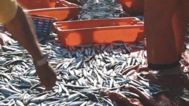 Balıkçılar sahilden taze tutulan balıkları toplayıp konteynırlara atıyorlar. Orta çekim