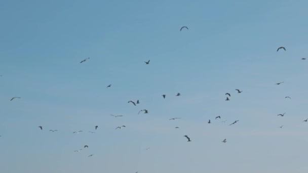 Måger Flyver Himlen Midterskud – Stock-video