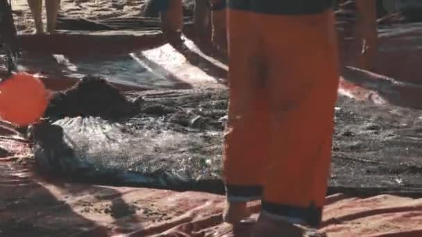 Frisch Gefangener Fisch Zuckt Einem Fischernetz Meer Mittelschuss — Stockvideo