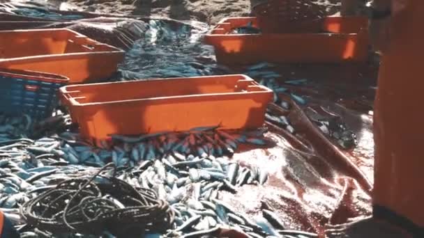 Deniz Kıyısında Taze Yakalanmış Bir Balık Yığını Orta Çekim — Stok video